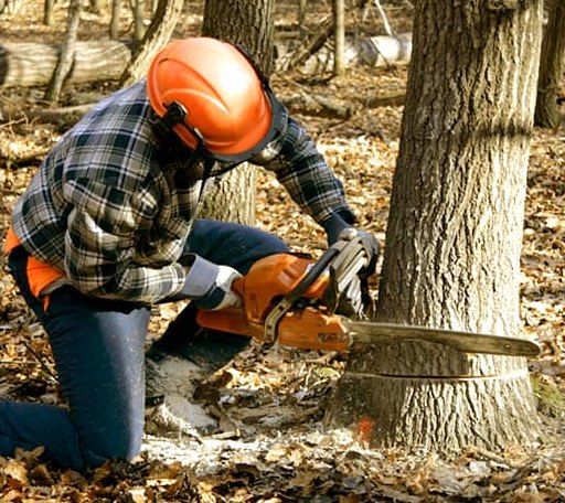 Tree Removal in Audubon, MN